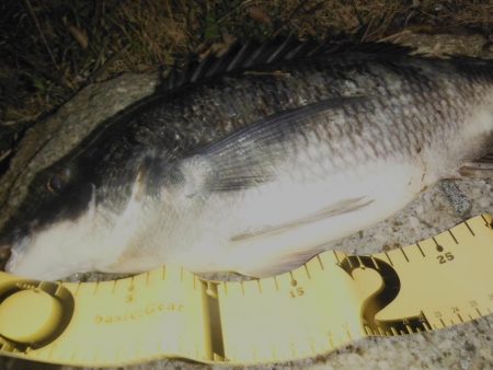 シーバス調査がチヌ高反応