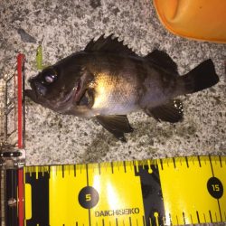 久々のメバル②