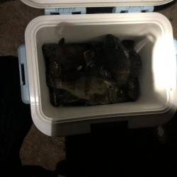 最強の虫ヘッド