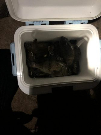 最強の虫ヘッド