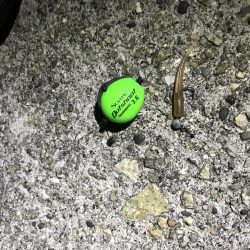 爆風・爆釣、、、？