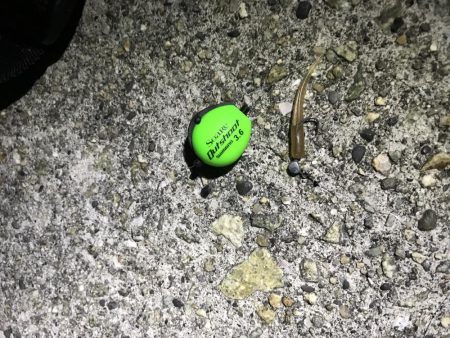 爆風・爆釣、、、？