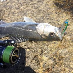 天神川河口調査