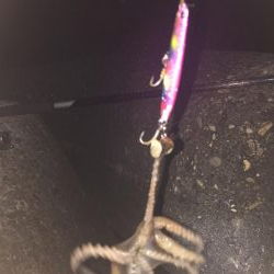 全く釣れず(๑˃̵ᴗ˂̵)タコ様さま