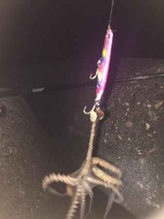 全く釣れず(๑˃̵ᴗ˂̵)タコ様さま