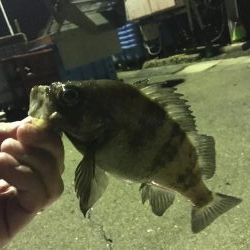 連日のメバル釣行