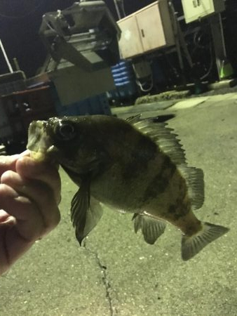 連日のメバル釣行