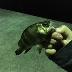 いろいろ狙い！