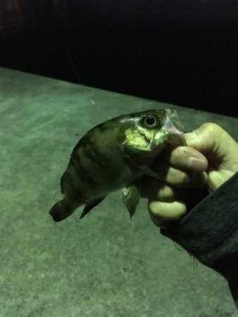 いろいろ狙い！