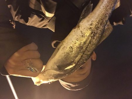 林崎漁港でメバリング