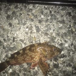 ガシラ・メバル