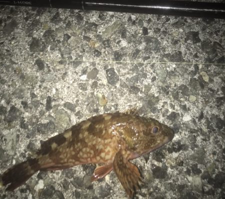 ガシラ・メバル