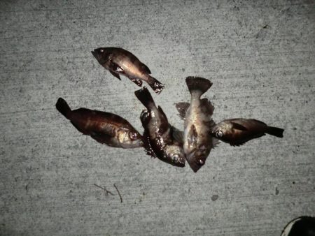 メバルは煮付けにて