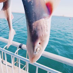 ホシザメ 茨城 鹿島港魚釣り園周辺 ちょい投げ サメ 陸っぱり 釣り 魚釣り 釣果情報サイト カンパリ