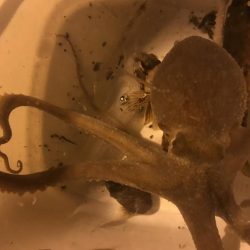 タコ、メバル、カサゴ、チィチィイカ