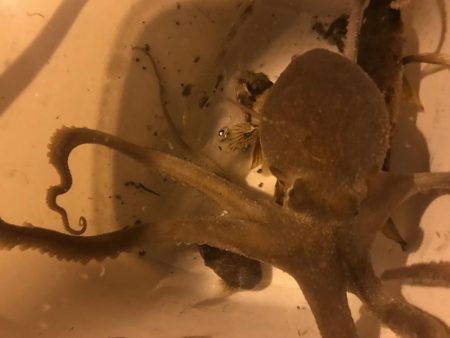 タコ、メバル、カサゴ、チィチィイカ