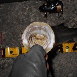 ベイトはアミエビ???。