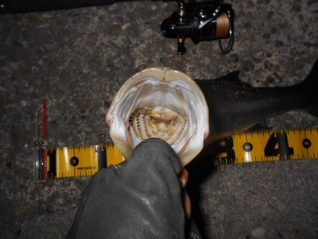 ベイトはアミエビ???。