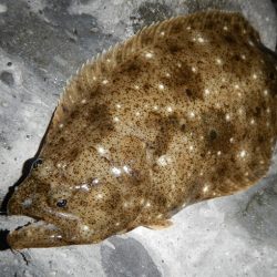 良い引きでした