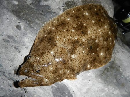 良い引きでした