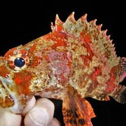 爆風、そして雨