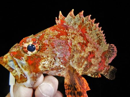 爆風、そして雨