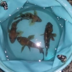 カサゴがちらほら