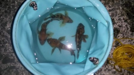 カサゴがちらほら