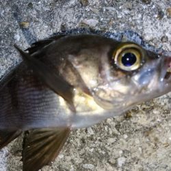 今夜のメバルはフォールに好反応！！