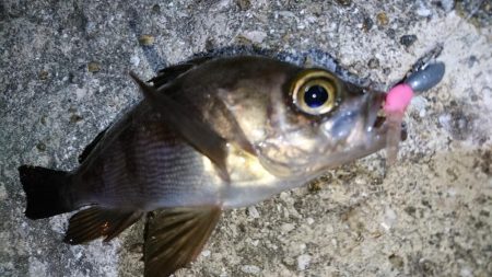 今夜のメバルはフォールに好反応！！