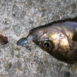 意外と潮が動かず大苦戦！！