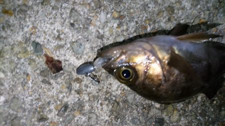 意外と潮が動かず大苦戦！！