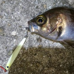 今夜は高活性！！