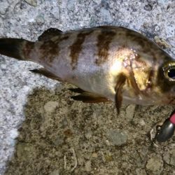 プラグ時々ジグ単