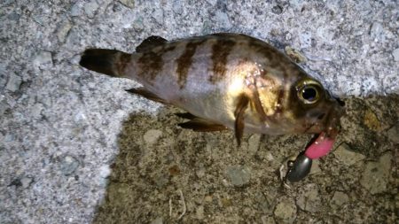 プラグ時々ジグ単