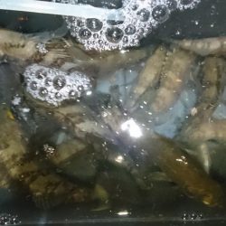 シャッドテールで春爆！！