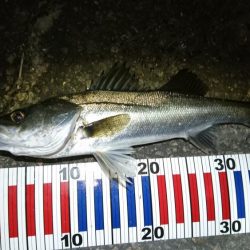 ダメもとでバチ抜け