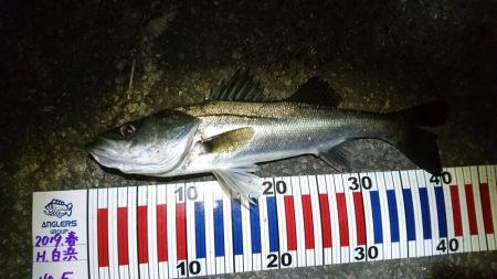 ダメもとでバチ抜け