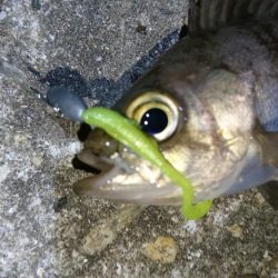 今夜も爆釣！！