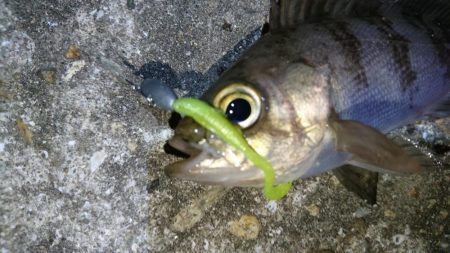 今夜も爆釣！！