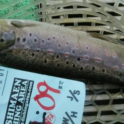 としまえんフィッシングエリア トラウトコレクション