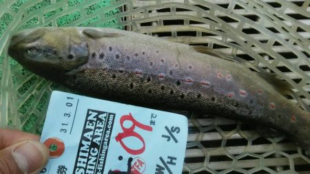 としまえんフィッシングエリア トラウトコレクション