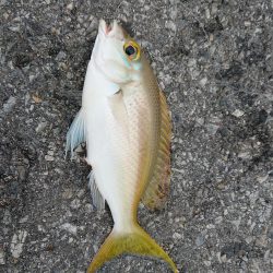 仕事で沖縄へ。