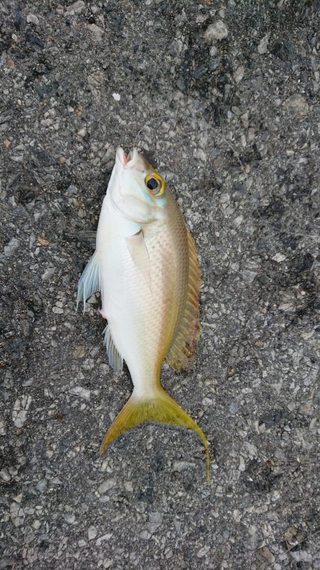 仕事で沖縄へ。