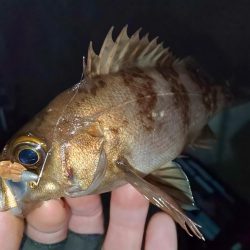 なかなか乗らない