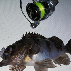 ボートシーバス&メバル