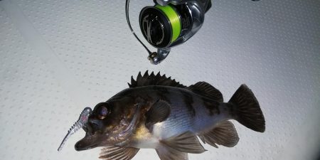 ボートシーバス&メバル