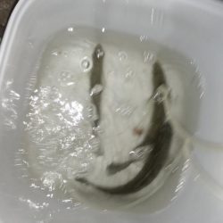 ナイトルアーフィッシング　シーバス