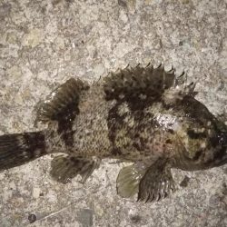 藻だらけ、、、