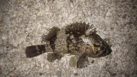 藻だらけ、、、